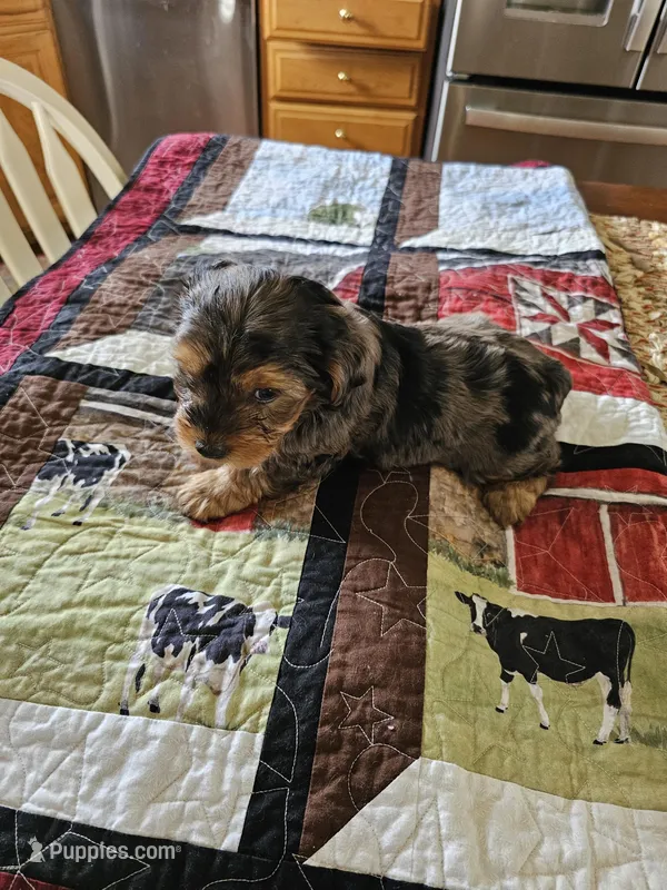 Susie  – Yorkshire Terrier puppy for sale in Bedford, IN