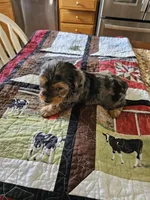 Susie , a female Yorkshire Terrier for sale in Bedford, IN – Photo 1 of 2