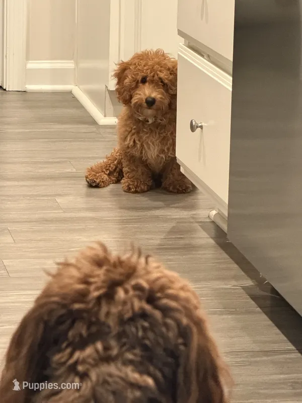 Kobe – Bichon Frise, Poodle - Miniature  puppy for sale in Newport News, VA