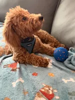 Kobe, a male Bichon Frise and Poodle - Miniature  for sale in Newport News, VA – 4 of 4