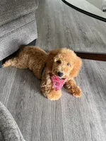 Kobe, a male Bichon Frise and Poodle - Miniature  for sale in Newport News, VA – 3 of 4