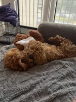 Kobe, a male Bichon Frise and Poodle - Miniature  for sale in Newport News, VA – 2 of 4