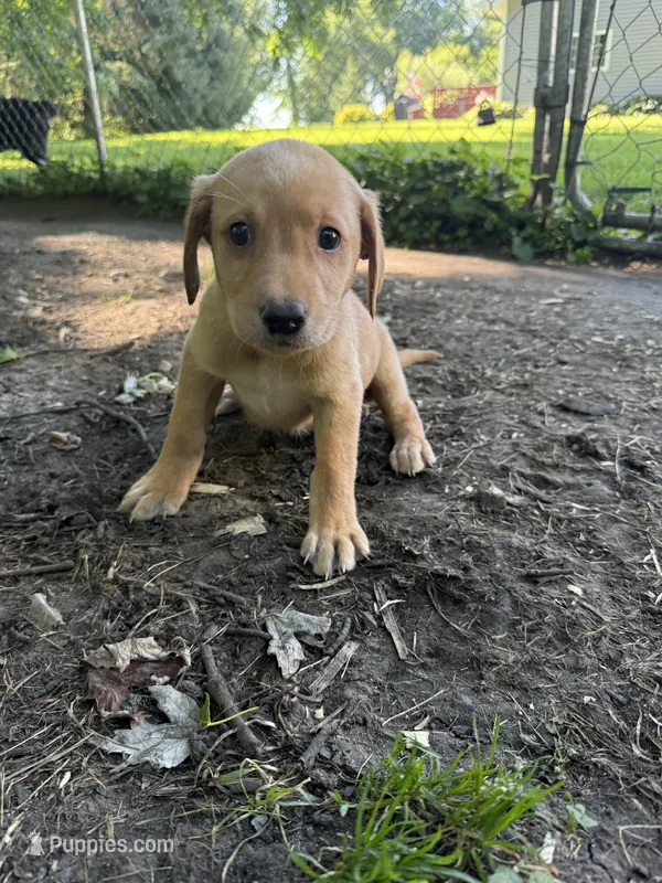 Bit-O-Honey – Labrador Retriever puppy for sale in Litchfield, MN