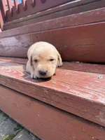 Twinkie, a female Labrador Retriever for sale in Litchfield, MN – 3 of 7