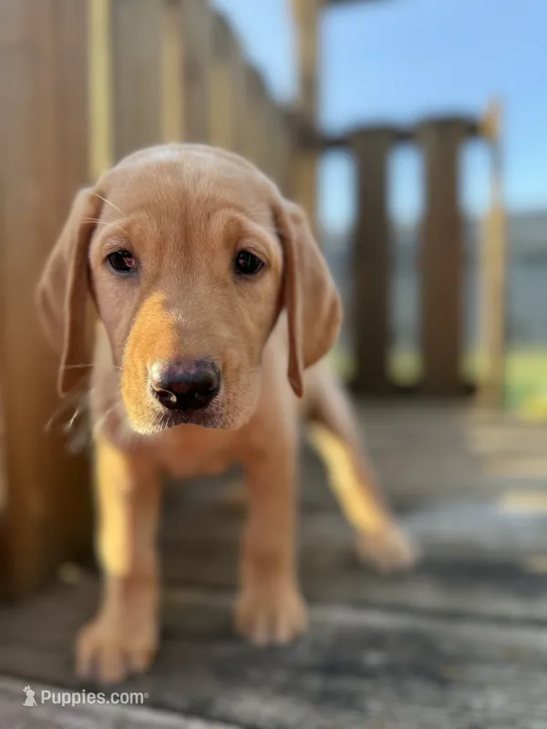 Honey  – Labrador Retriever puppy for sale in Litchfield, MN