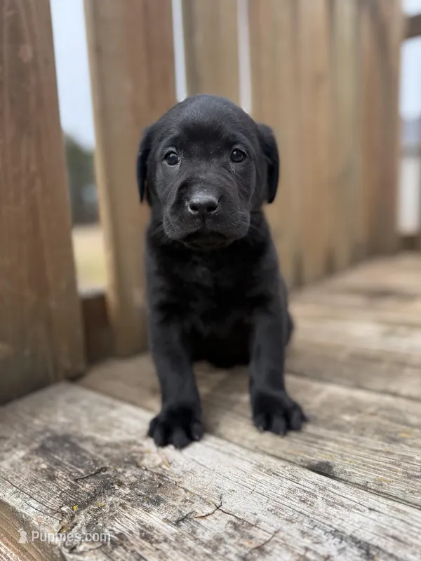 Judy – Labrador Retriever puppy for sale in Litchfield, MN