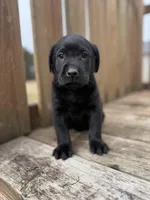 Judy, a female Labrador Retriever for sale in Litchfield, MN – Photo 1 of 3