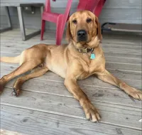 Judy, a female Labrador Retriever for sale in Litchfield, MN – Photo 2 of 3