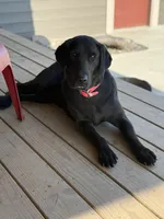 Judy, a female Labrador Retriever for sale in Litchfield, MN – Photo 3 of 3