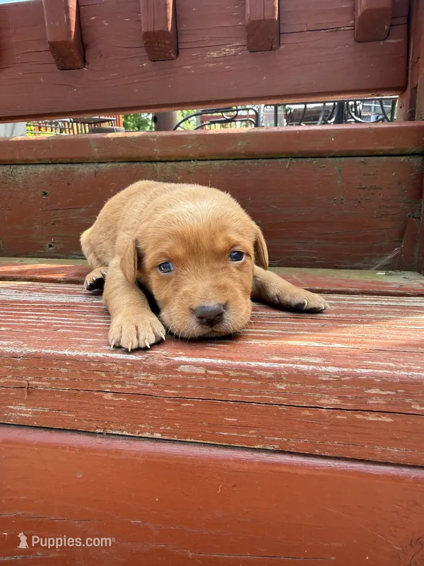 Bit-O-Honey – Labrador Retriever puppy for sale in Litchfield, MN