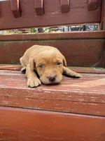 Bit-O-Honey, a female Labrador Retriever for sale in Litchfield, MN – 1 of 6