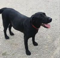 Bit-O-Honey, a female Labrador Retriever for sale in Litchfield, MN – 6 of 6