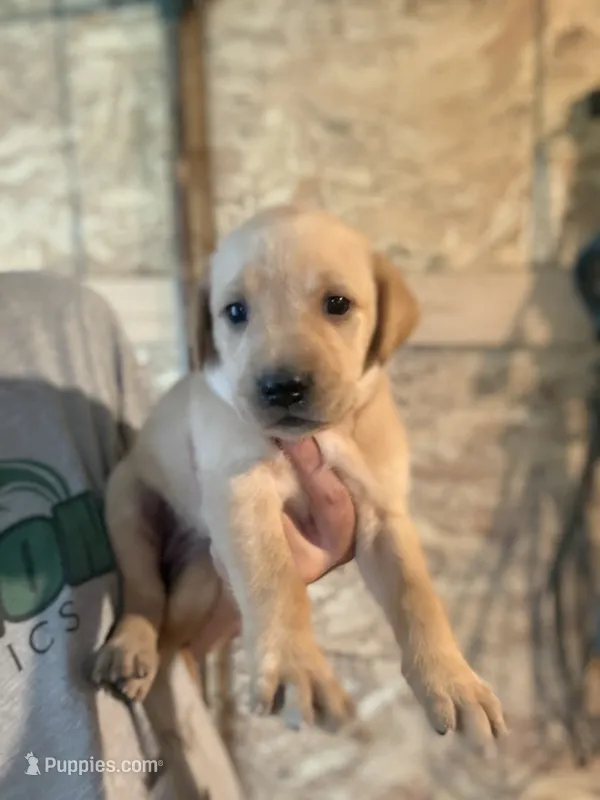 Twinkie – Labrador Retriever puppy for sale in Litchfield, MN