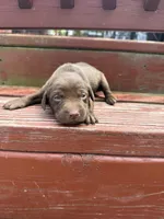 Twix , a female Labrador Retriever for sale in Litchfield, MN – 2 of 7