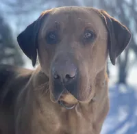 Twinkie, a female Labrador Retriever for sale in Litchfield, MN – 6 of 7