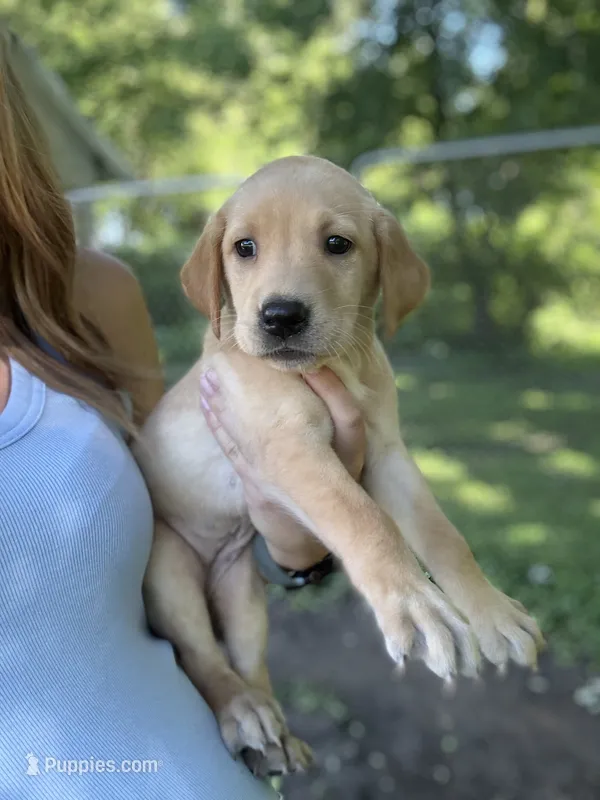 Snickers – Labrador Retriever puppy for sale in Litchfield, MN