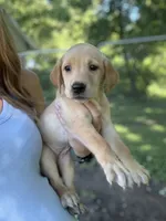 Houston, a male Labrador Retriever for sale in Litchfield, MN – 1 of 6