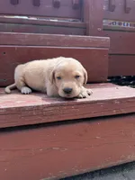 Twinkie, a female Labrador Retriever for sale in Litchfield, MN – 2 of 7