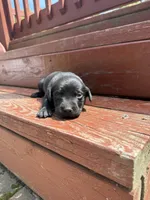 Oreo ball, a male Labrador Retriever for sale in Litchfield, MN – 3 of 7