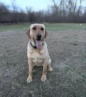 Honey , a female Labrador Retriever for sale in Litchfield, MN – 2 of 3