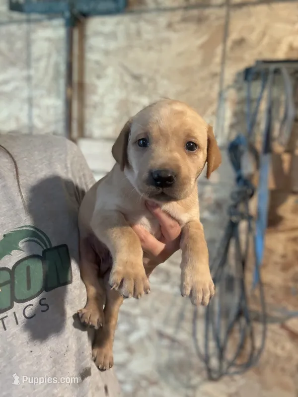Snickers – Labrador Retriever puppy for sale in Litchfield, MN