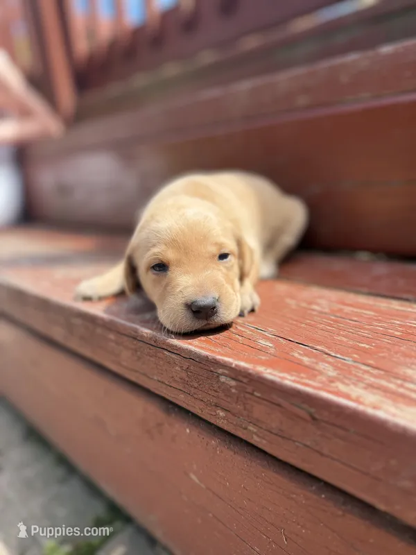 Twinkie – Labrador Retriever puppy for sale in Litchfield, MN