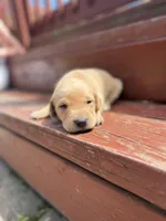 Twinkie, a female Labrador Retriever for sale in Litchfield, MN – 1 of 7