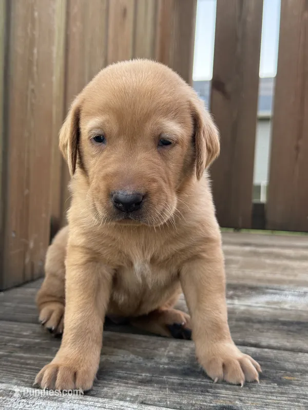 Red – Labrador Retriever puppy for sale in Litchfield, MN