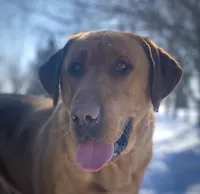 Bit-O-Honey, a female Labrador Retriever for sale in Litchfield, MN – 2 of 6