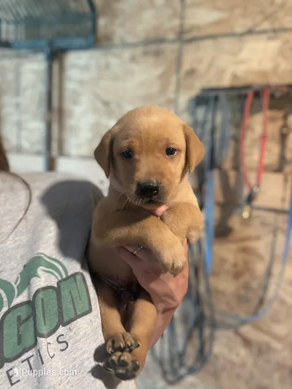 Reeses – Labrador Retriever puppy for sale in Litchfield, MN