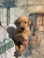 Reeses, a male Labrador Retriever for sale in Litchfield, MN – 1 of 6