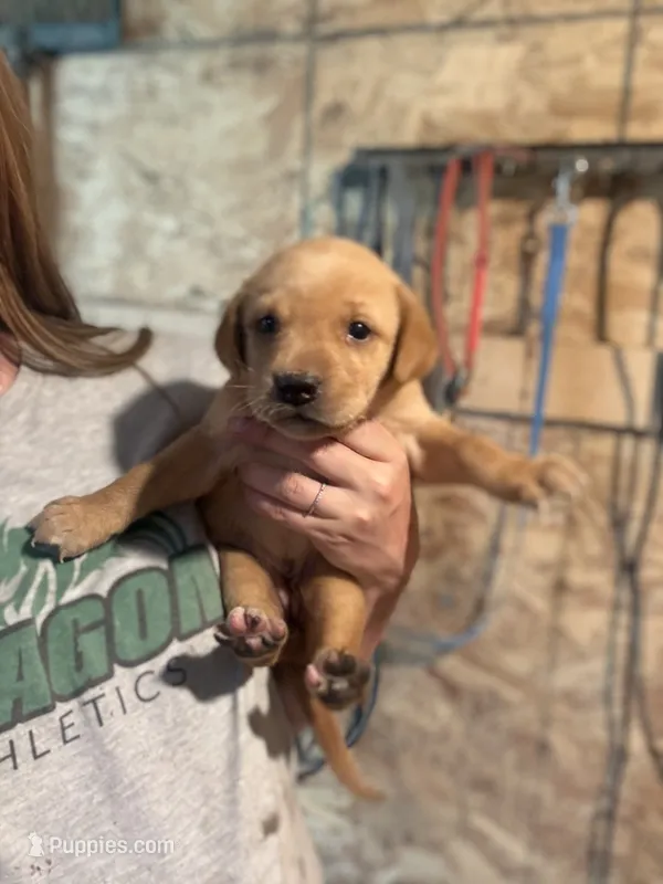 Bit-O-Honey – Labrador Retriever puppy for sale in Litchfield, MN