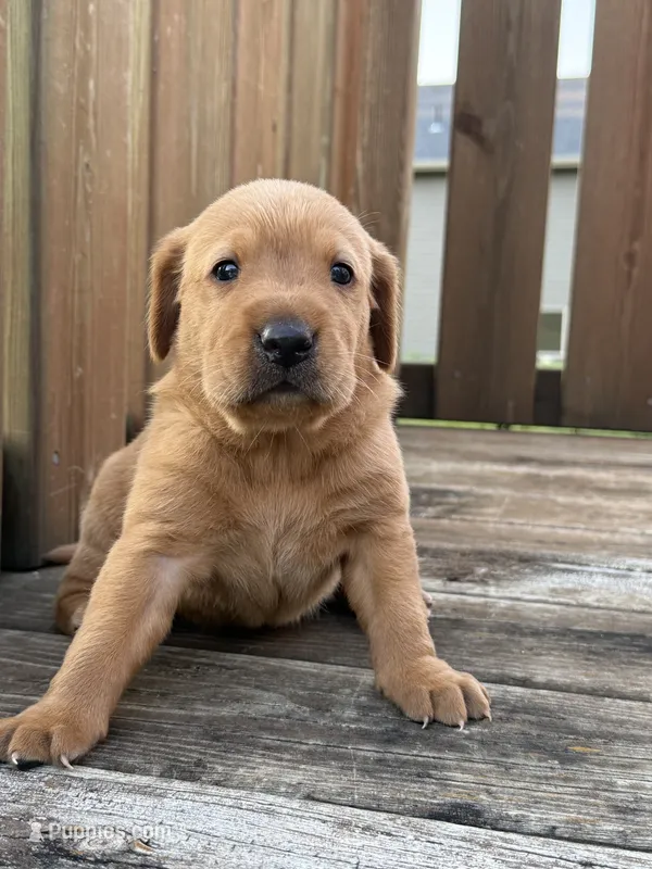 Clifford  – Labrador Retriever puppy for sale in Litchfield, MN