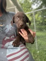 Fudge, a male Labrador Retriever for sale in Litchfield, MN – 2 of 2