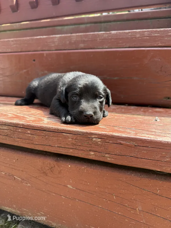 Oreo ball – Labrador Retriever puppy for sale in Litchfield, MN