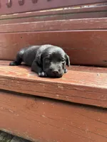 Oreo ball, a male Labrador Retriever for sale in Litchfield, MN – 1 of 7