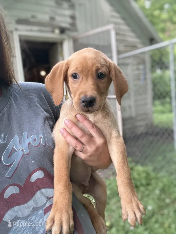 Hank  – Labrador Retriever puppy for sale in Litchfield, MN