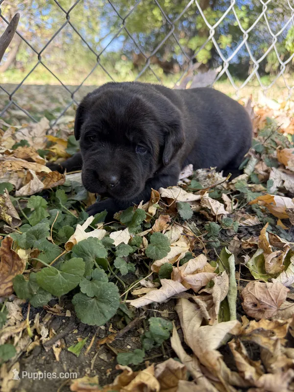 Black female – Labrador Retriever puppy for sale in Litchfield, MN