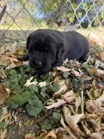 Black female, a female Labrador Retriever for sale in Litchfield, MN – 1 of 3