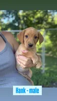 Hank, a male Labrador Retriever for sale in Litchfield, MN – 1 of 6