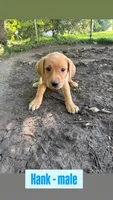 Hank, a male Labrador Retriever for sale in Litchfield, MN – 2 of 6