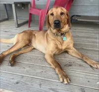 Red, a male Labrador Retriever for sale in Litchfield, MN – 3 of 3