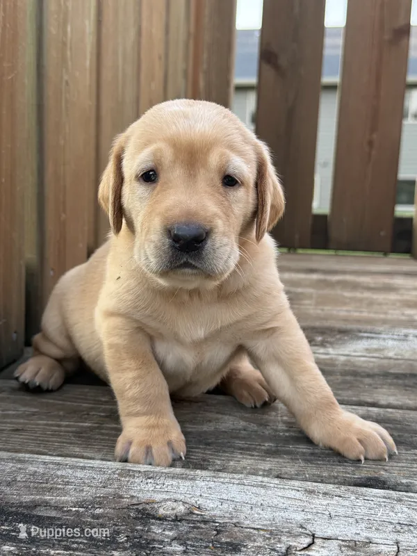 Honey  – Labrador Retriever puppy for sale in Litchfield, MN