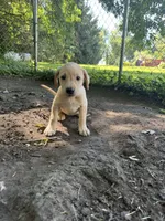 Houston, a male Labrador Retriever for sale in Litchfield, MN – 2 of 6