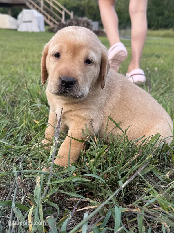 Honey  – Labrador Retriever puppy for sale in Litchfield, MN