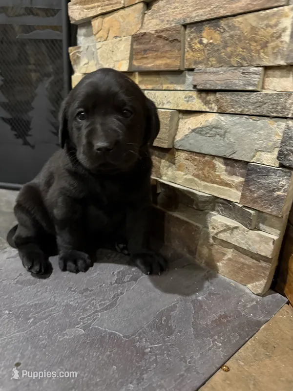 Black female – Labrador Retriever puppy for sale in Litchfield, MN