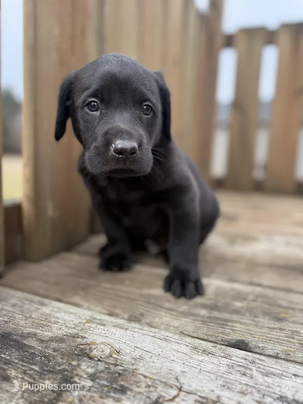 Nick – Labrador Retriever puppy for sale in Litchfield, MN