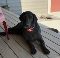 Black female, a female Labrador Retriever for sale in Litchfield, MN – 2 of 3