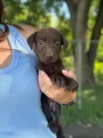 Coco, a male Labrador Retriever for sale in Litchfield, MN – 1 of 5