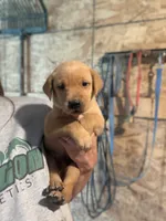 Reeses, a male Labrador Retriever for sale in Litchfield, MN – 2 of 6